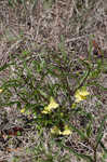 Coastal groundcherry